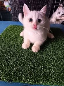 Non standard munchkin