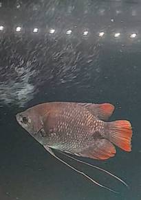 Ikan Sungai Malaysia 