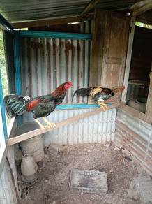 ayam hujung 
