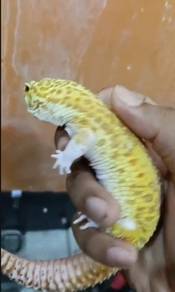 gecko