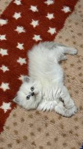 Ragdoll kitten