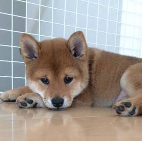 Shiba inu