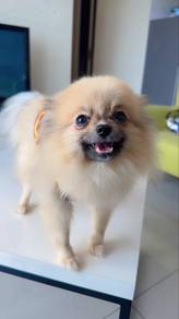 Tiny Pomeranian