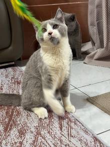 Bsh