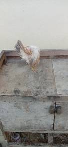 ayam serama
