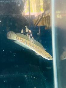 Ikan Channa Red Stripe