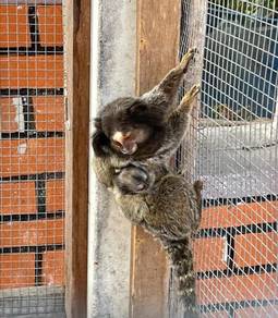 Marmoset