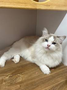 Ragdoll Cat