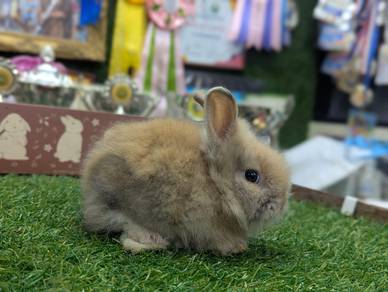 Arnab Mix Teddy Rabbit, btn
