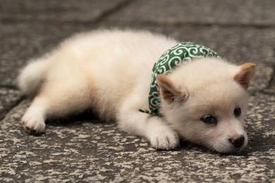 WQQ00021 Shiba inu white cream haired puppies
