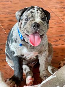 American Bully