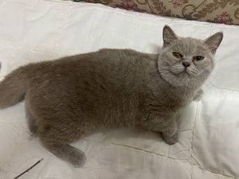 PURE BSH Female