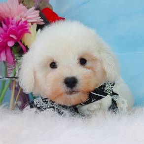 Poodle