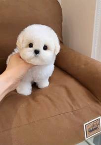 Mini Bichon -Girl 