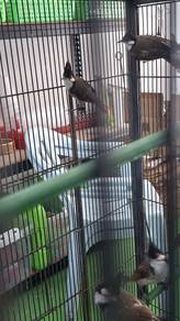 Burung jambul