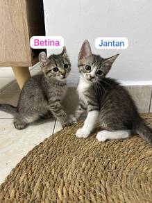 Kitten for re🏡 with fee💵