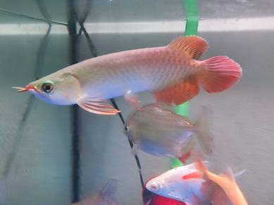 arowana Super red indon/ ada defet