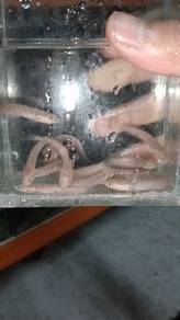 Baby limbata murah/borong