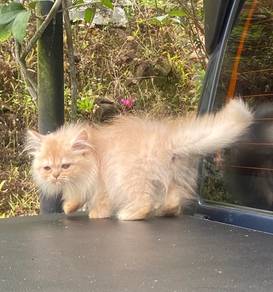 semiflat + exotic Longhair