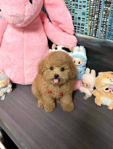 mini teacup poodle z