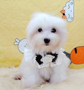 Maltese