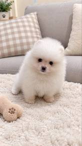 pure white tiny female pomeranian