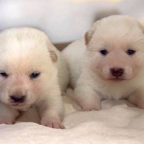 Shiba inu cream mka microchip