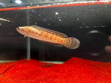 Ikan Channa Fish Auranti Cobra 4 inch (AC7-12)