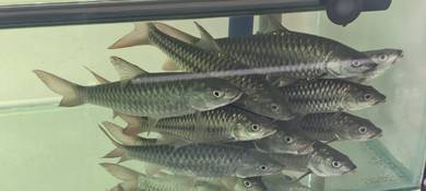 Mahseer