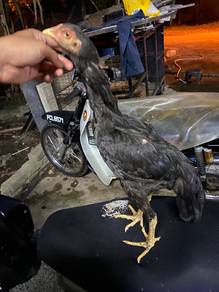 ayam ratu betina