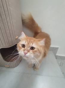 Oyen Gebu