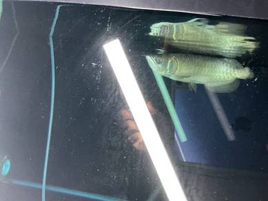 F2 mgbb Crossback arowana