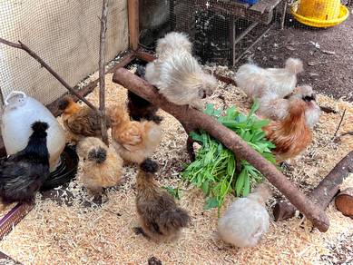 silkie chicken ayam silkie