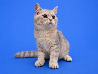 bsh golden blue