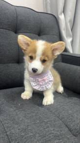 Welsh Corgi Puppy Male Red White M-1