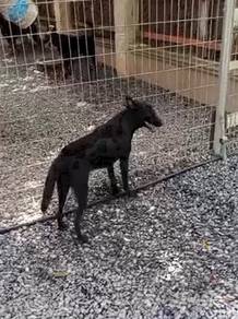Belgian shepherd Malinois black female