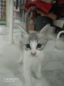 Rehome Cat