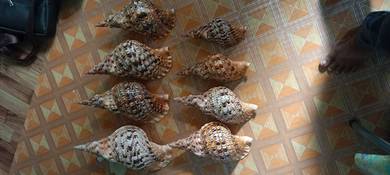 kulit kerang 