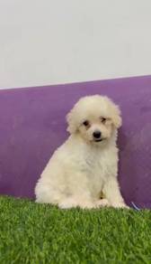 Poodle good quality