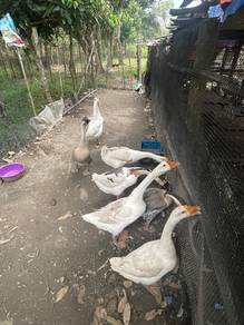 Angsa putih, pied, kelabu untuk dilepaskan