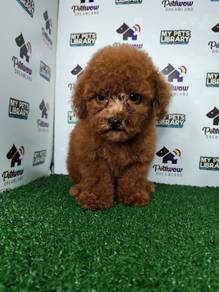 Super red poodle short leg
