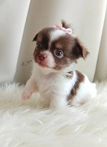 apple head Chihuahua 3