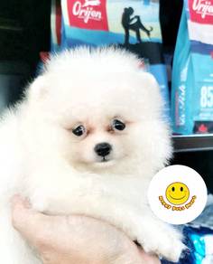 GGT_Pom9388 TINY Pomeranian puppies dogs