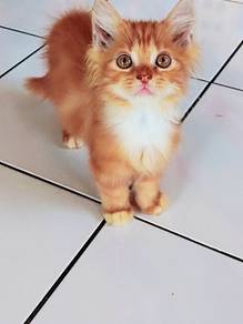 Kucing untuk di lepas kan🫰🫰 