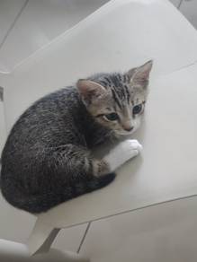 kitten adoption for free 