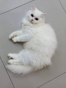 Domestic Long Hair mix Persian
