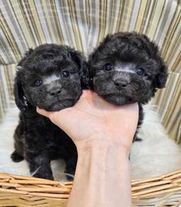 GFS-9011 Special silver grey Tiny Poodle #MKA
