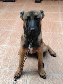 Belgium Shepard/  Malinois