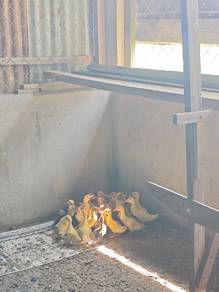 Itik Nila Kampung