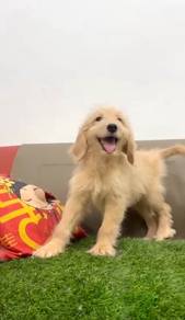 Goldendoodle puppies